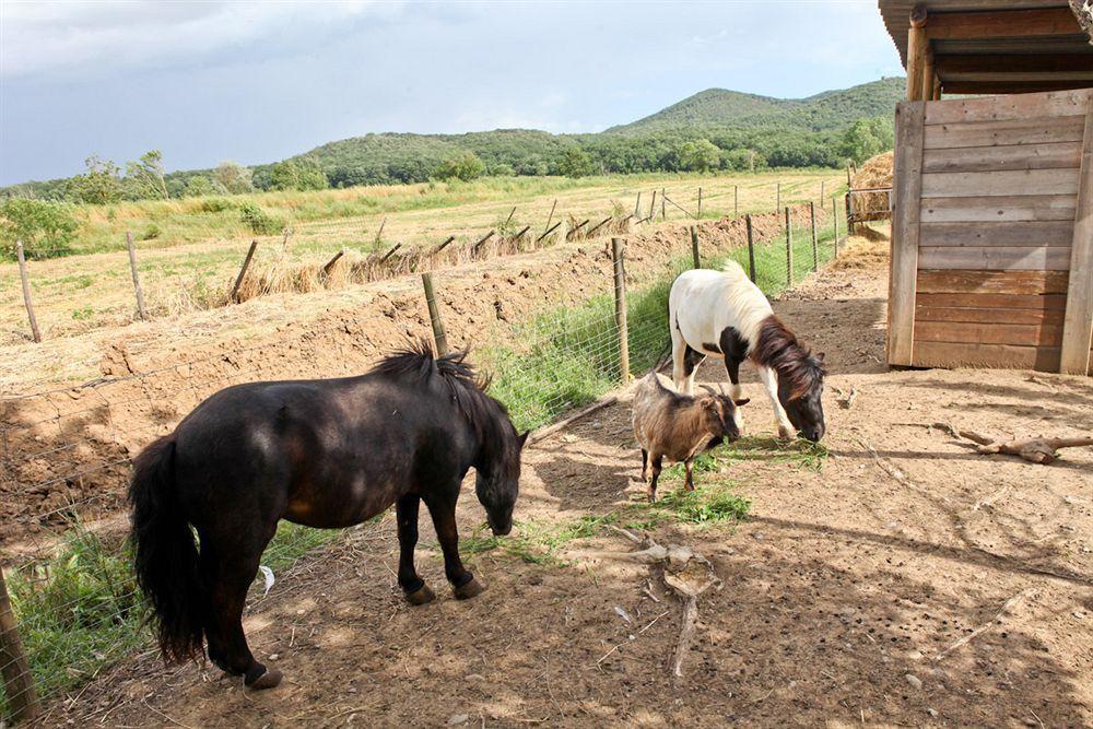 Agriturismo Da Lorena Marsiliana Luaran gambar